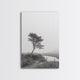Leaning Tree Path, Soft Fog Scene, Calm Landscape, Canvas Print, Serene Entryway Wall Art, Nature Photography, Minimalist Decor