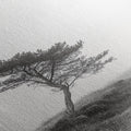 Leaning Tree Path, Soft Fog Scene, Calm Landscape, Canvas Print, Serene Entryway Wall Art, Nature Photography, Minimalist Decor
