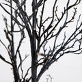 4’ Pre-Lit Halloween Deluxe Black Twig Artificial Tree with 81 Orange & Purple LED Lights