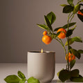 Candle Mandarin Basile