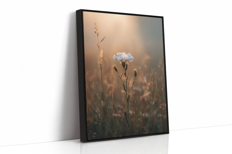 A Single Bloom In Sunrise's Embrace Black Framed Canvas