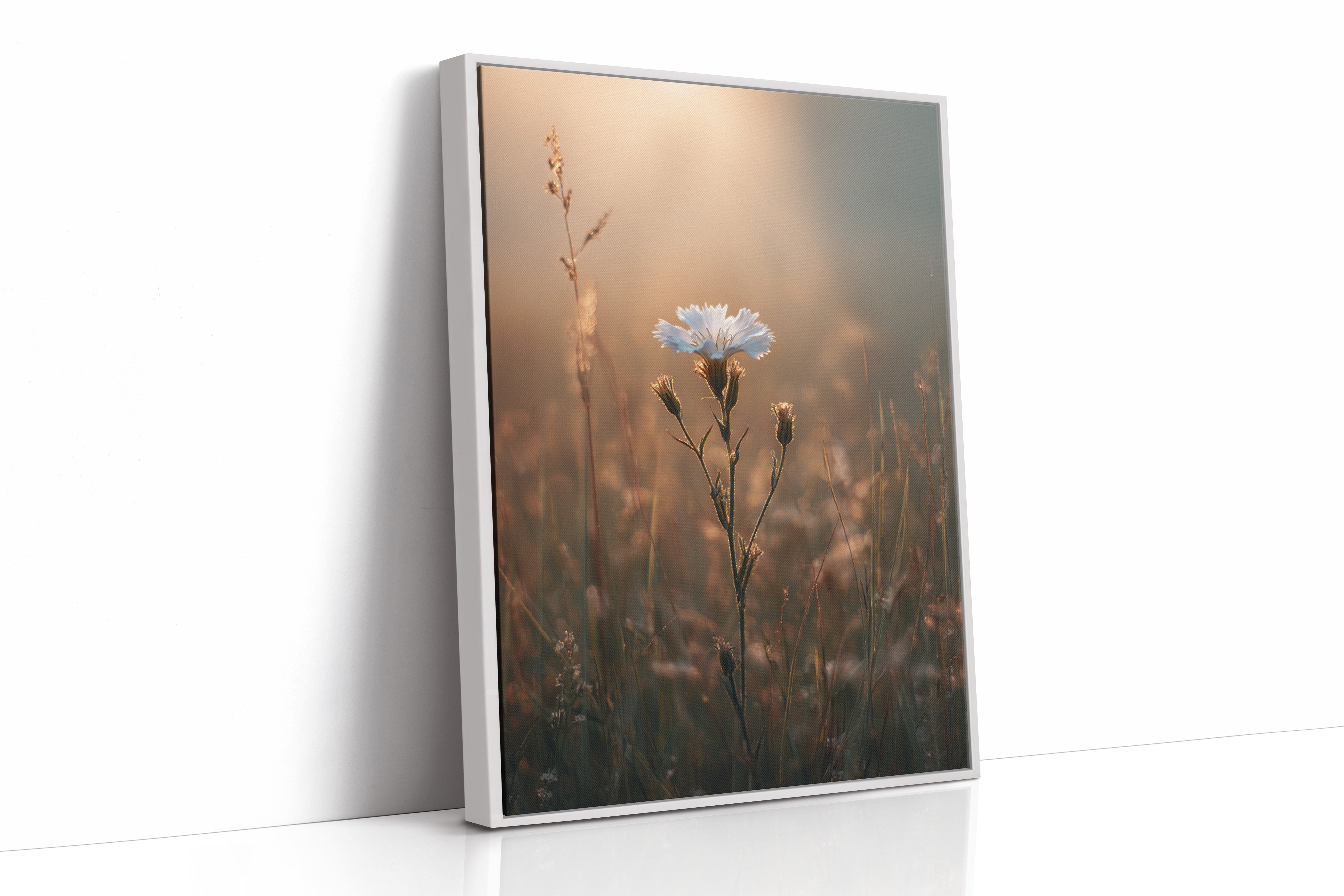 A Single Bloom In Sunrise's Embrace White Framed Canvas